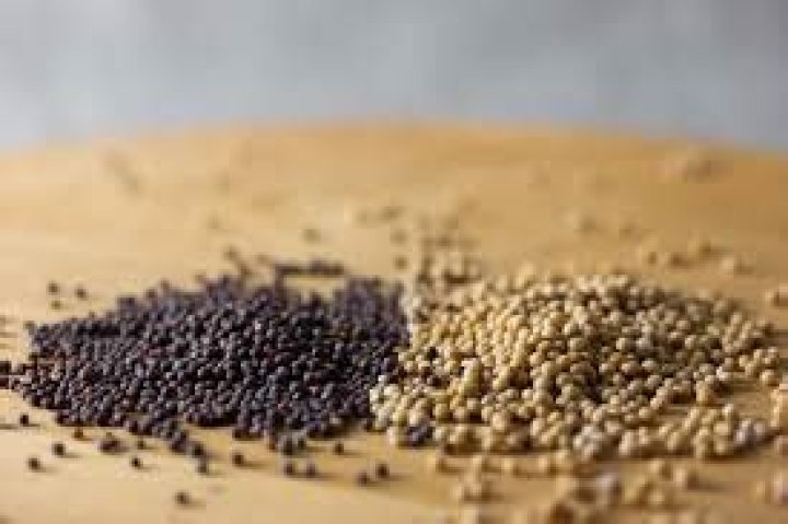 Is the mustard seed the smallest of all seeds? ·