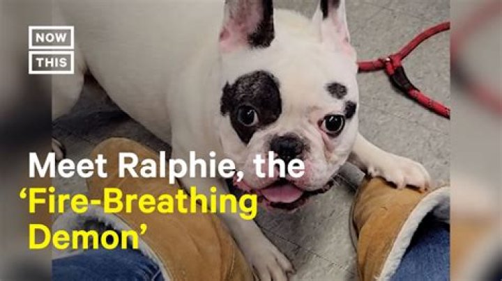 Ralphie the 'demon' French bulldog has been adopted again hopefully for good |